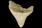 Fossil Megalodon Tooth - North Carolina #109526-1